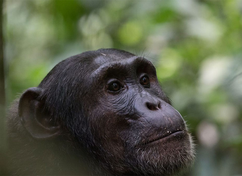 Where to Do Primate Trekking Safaris in Uganda