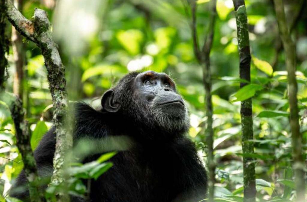 10 Days  Luxury Big Five & Primates Uganda Flying Safari