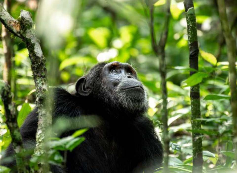 10 Days  Luxury Big Five & Primates Uganda Flying Safari