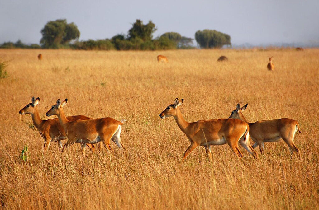 Queen Elizabeth National Park Safari: An Unforgettable Ugandan Adventure