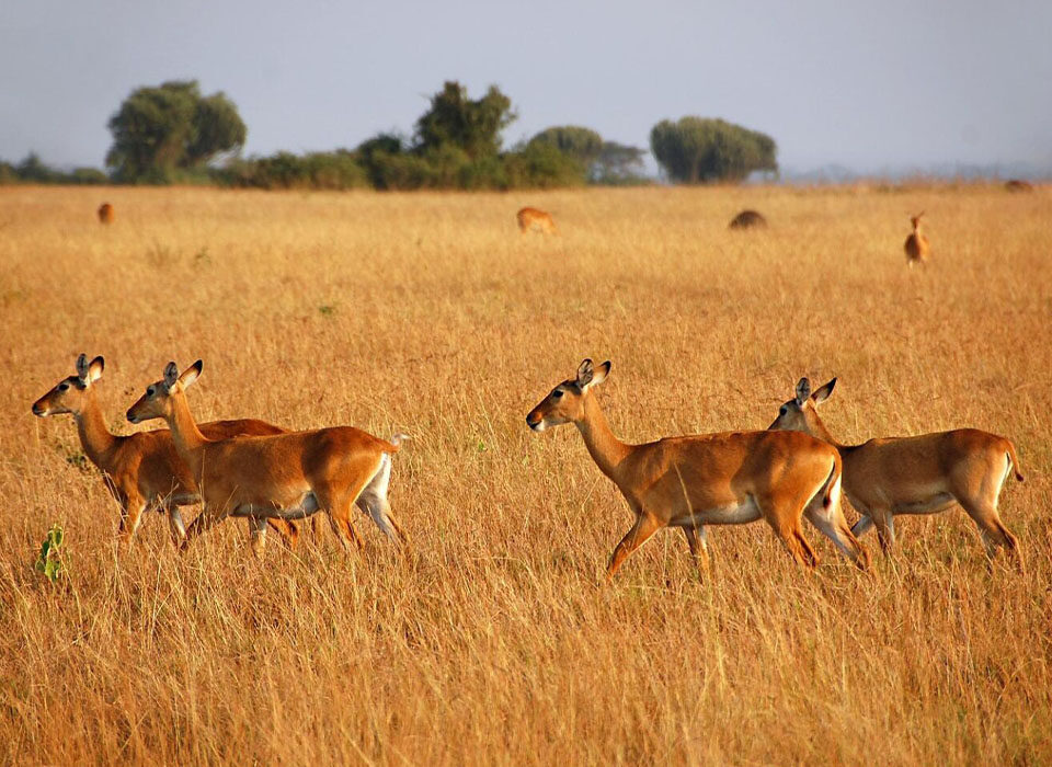 Queen Elizabeth National Park Safari: An Unforgettable Ugandan Adventure