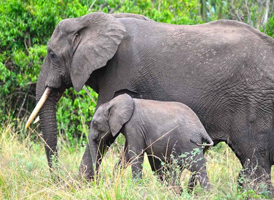 Safari Activities During the Rainy Season