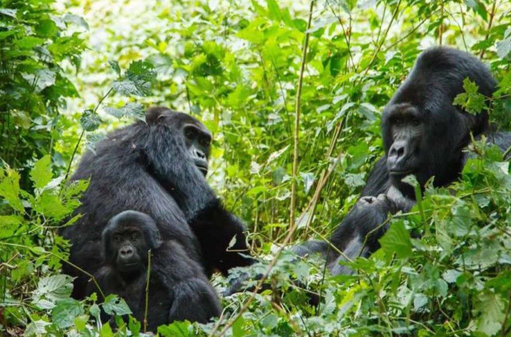 What Is the Best Gorilla Family to See in Rwanda?