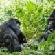What Is the Best Gorilla Family to See in Rwanda?