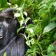 What Is the Safest Country for Gorilla Trekking?