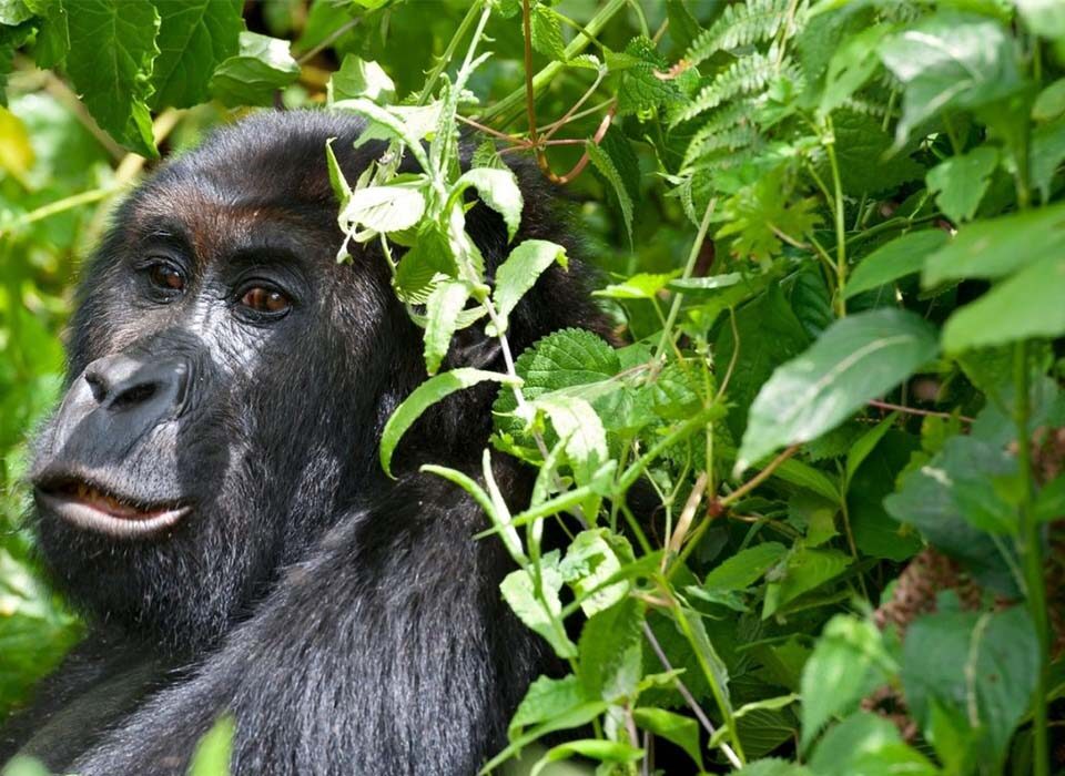 What Is the Safest Country for Gorilla Trekking?