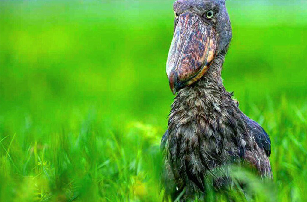 The Best Time to Spot the Shoebill Stork in Mabamba Swamp