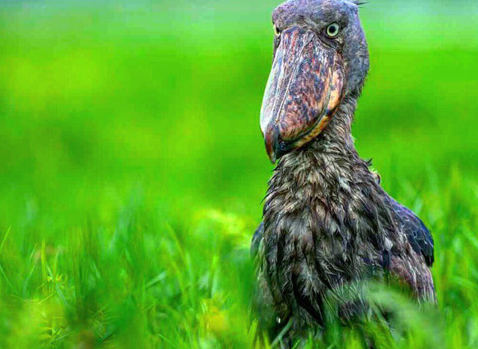 The Best Time to Spot the Shoebill Stork in Mabamba Swamp