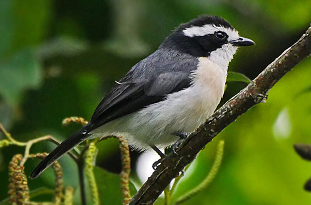What Are the Best National Parks for Birding in Uganda?