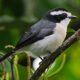 What Are the Best National Parks for Birding in Uganda?