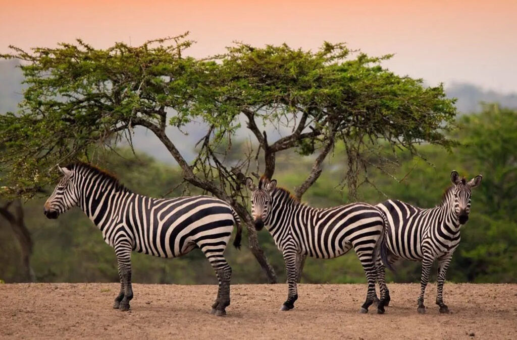 The Top Safari Parks in Uganda: A Journey Through the Pearl of Africa