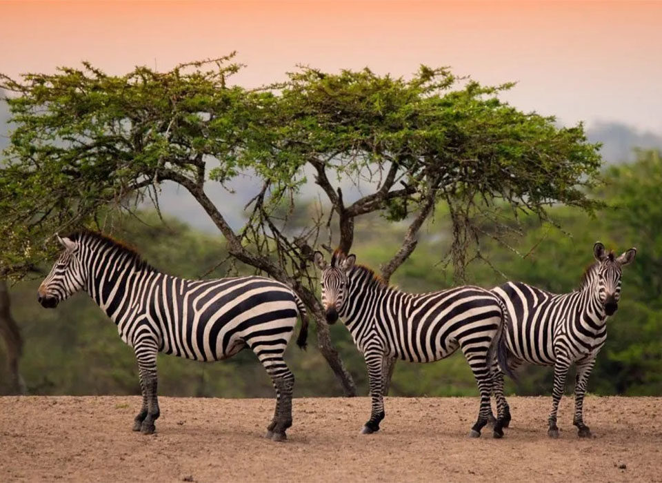 The Top Safari Parks in Uganda: A Journey Through the Pearl of Africa