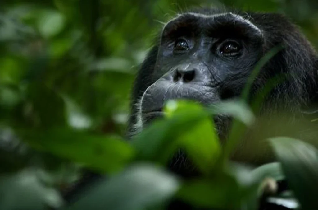 10 Days Uganda and Rwanda Safari