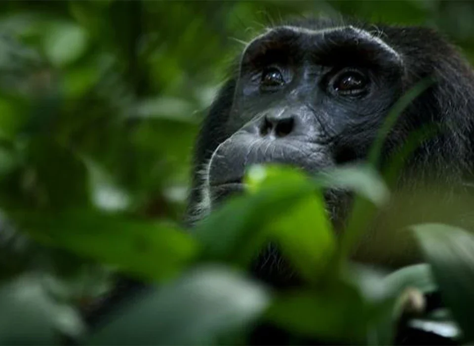 10 Days Uganda and Rwanda Safari