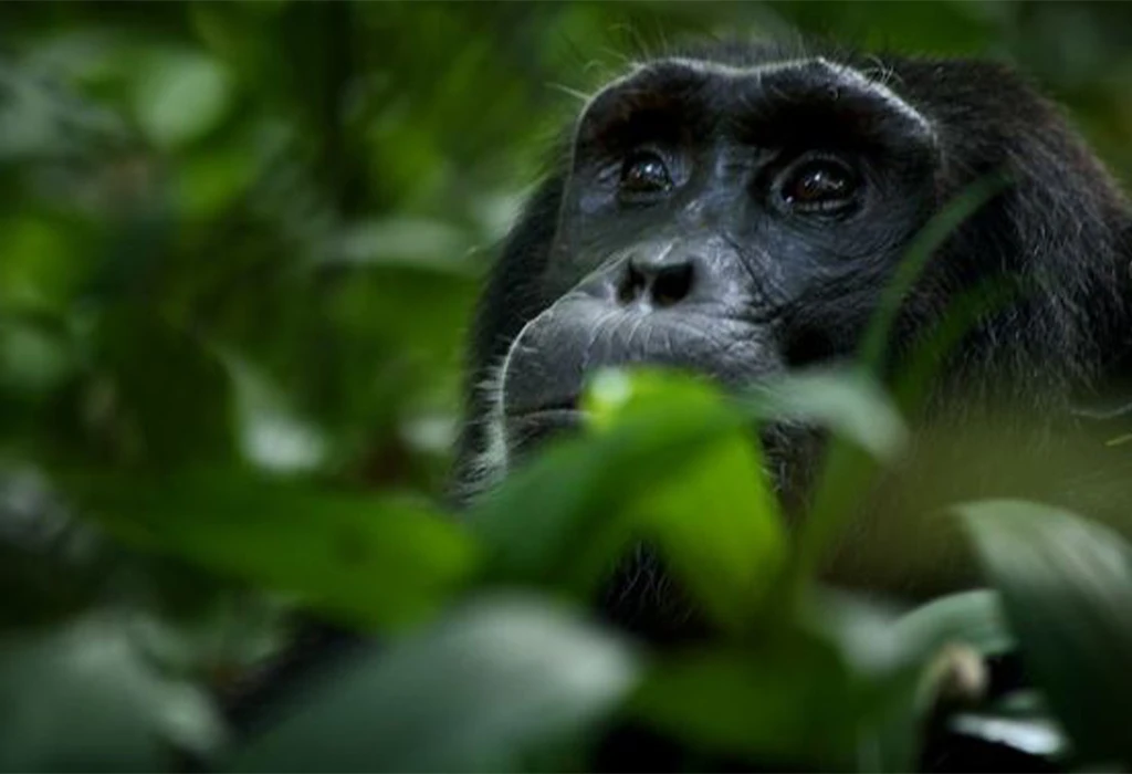 10 Days Uganda and Rwanda Safari