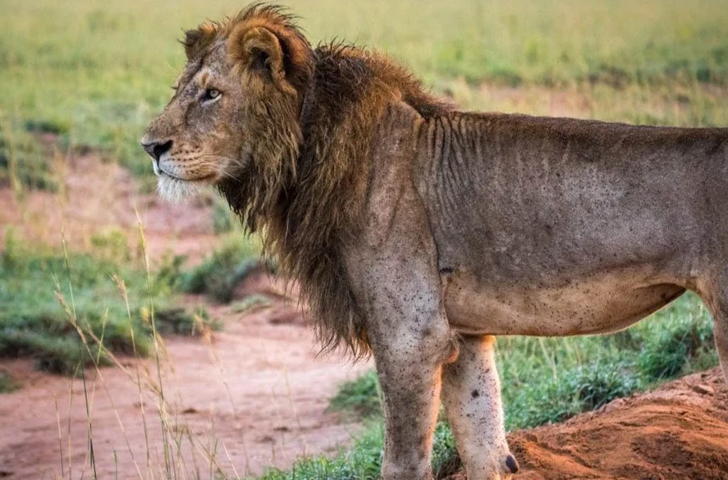 6 Days Murchison Falls and Kidepo Safari