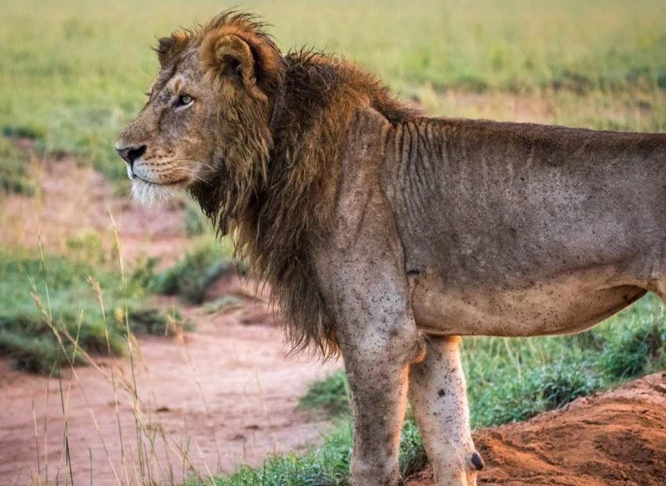 6 Days Murchison Falls and Kidepo Safari
