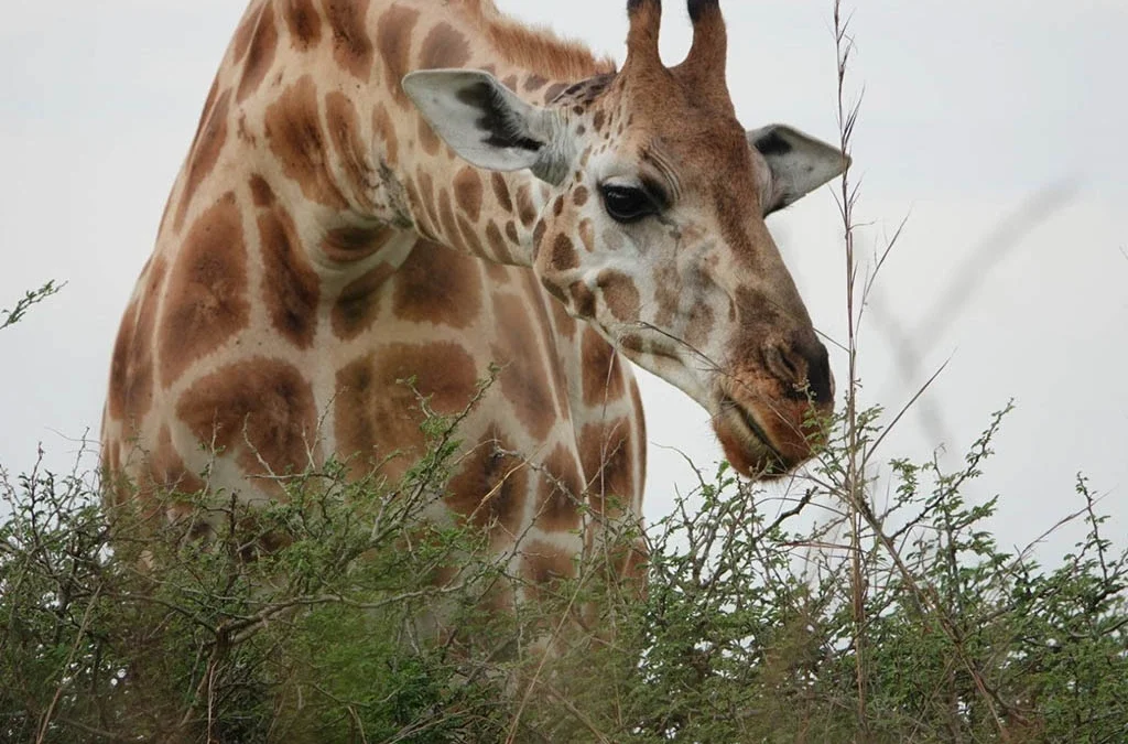Activities to Include on Your Uganda Safari Itinerary