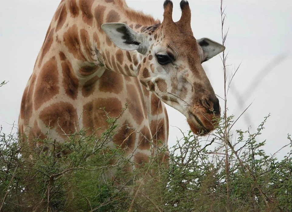 Activities to Include on Your Uganda Safari Itinerary
