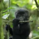 All you need to know about Uganda’s Baby Gorillas