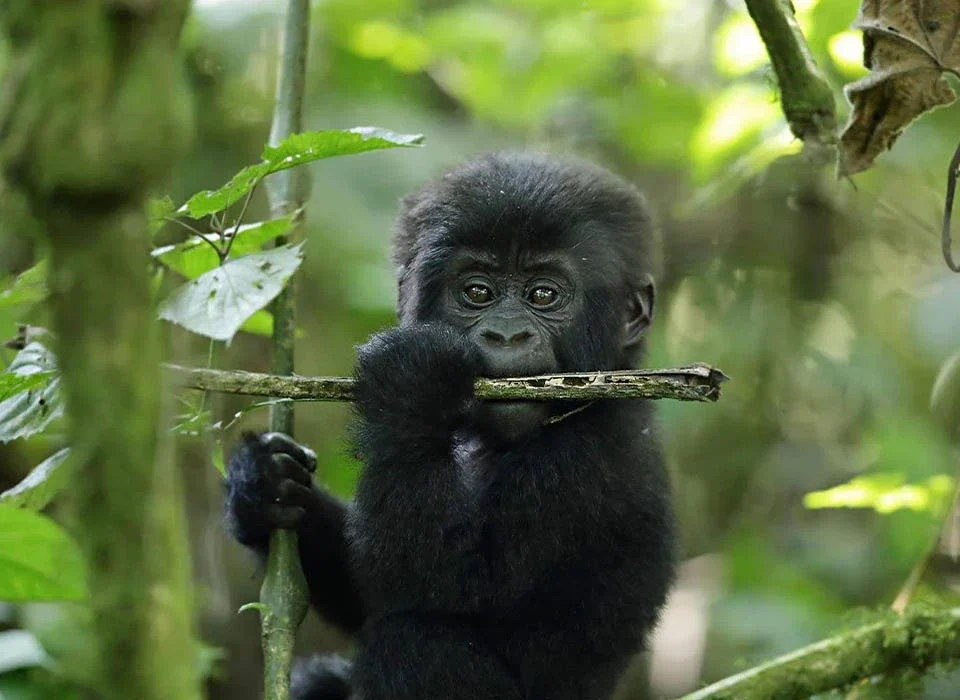 All you need to know about Uganda’s Baby Gorillas