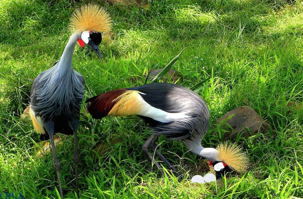 Amazing Facts About the Crested Crane of Uganda