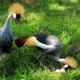 Amazing Facts About the Crested Crane of Uganda