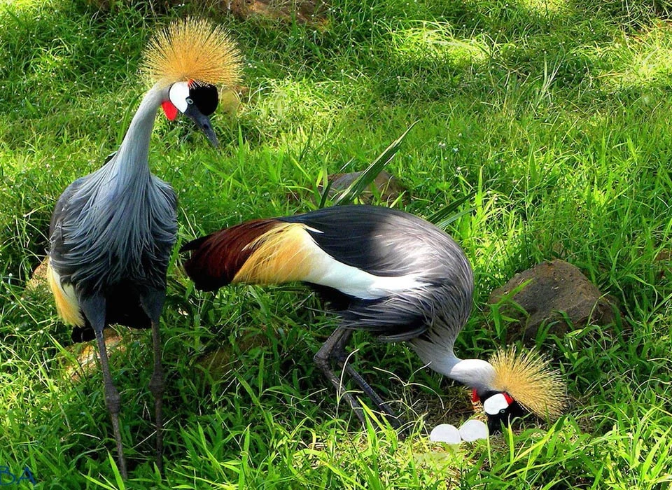 Amazing Facts About the Crested Crane of Uganda