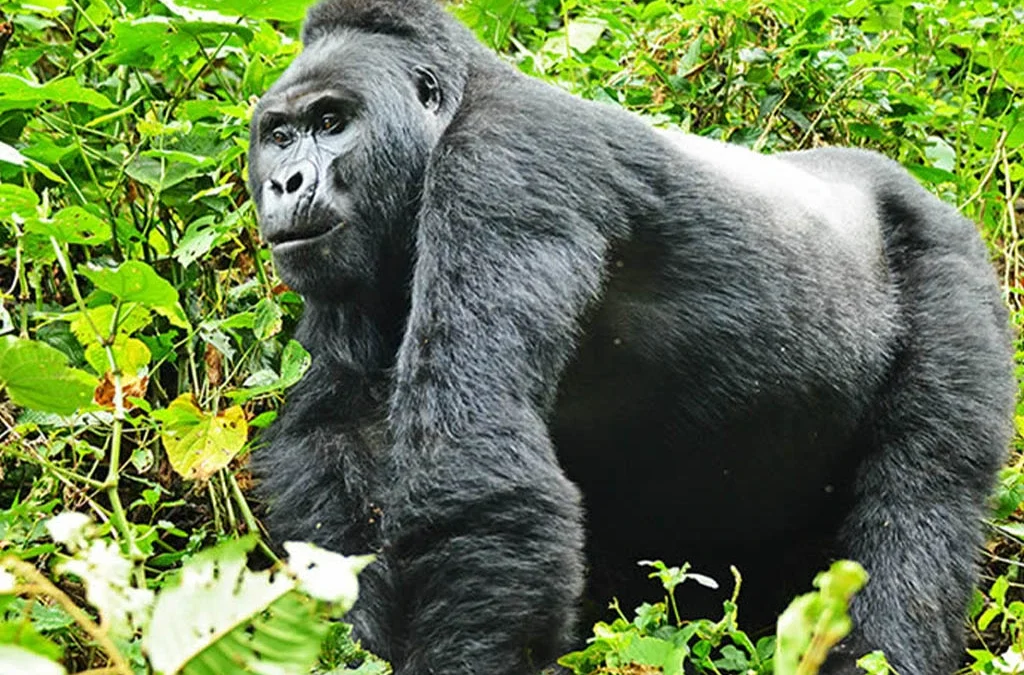 Best 7 Things to do on a Uganda Safari