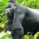Best 7 Things to do on a Uganda Safari