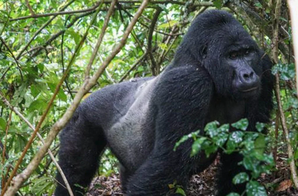 Best Places to See Silverback Gorillas in 2026