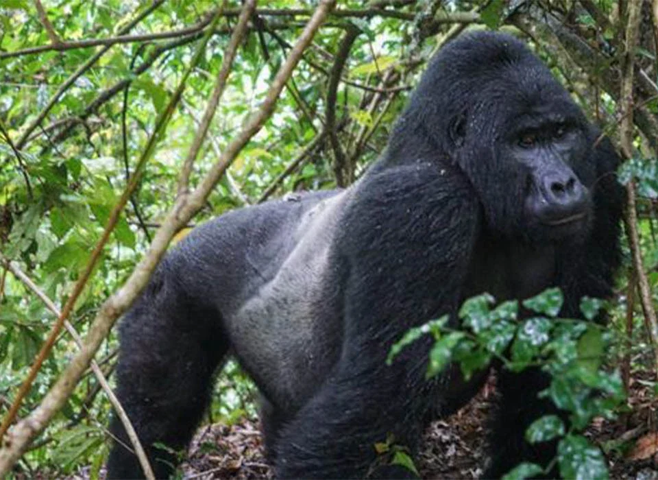 Best Places to See Silverback Gorillas in 2026