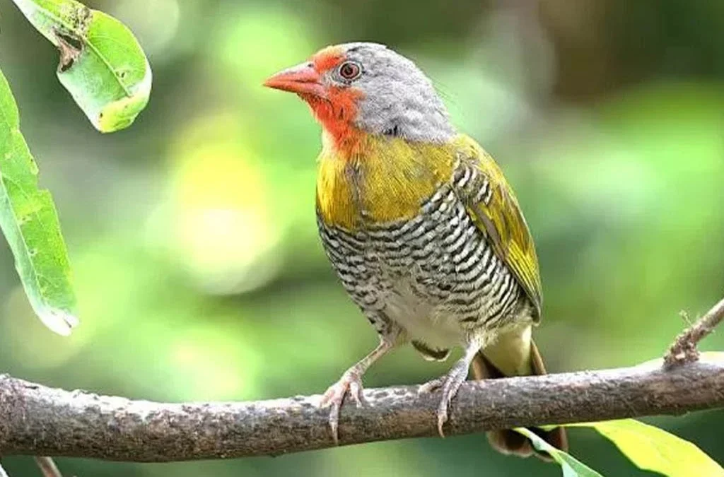 What Is the Best Time of Year for a Birding Safari in Kenya?
