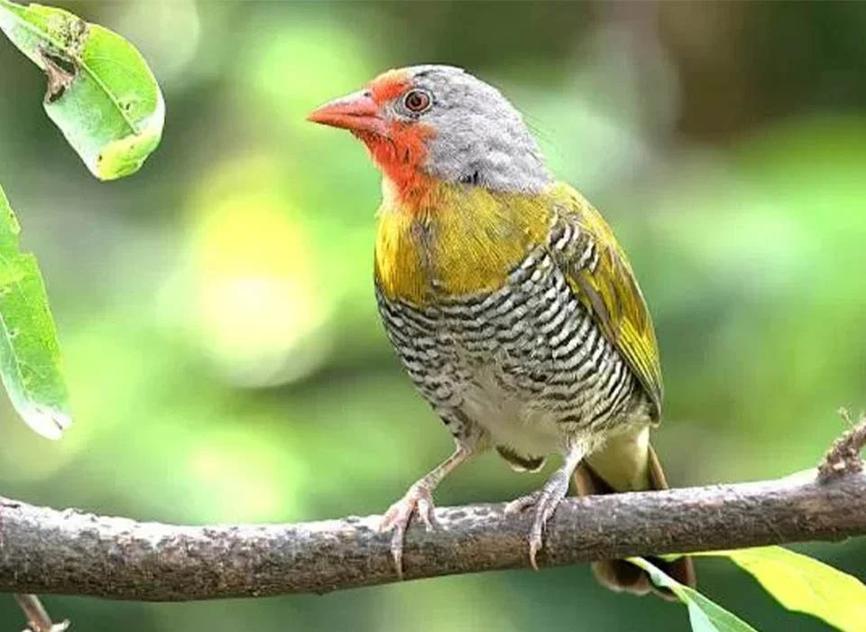 What Is the Best Time of Year for a Birding Safari in Kenya?