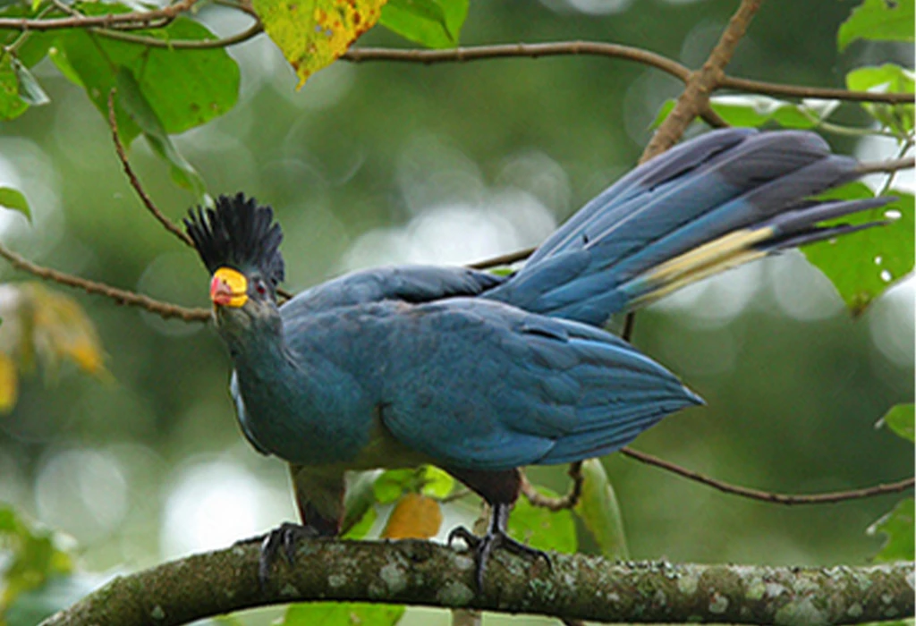 Birdwatching in the Rwenzori Region