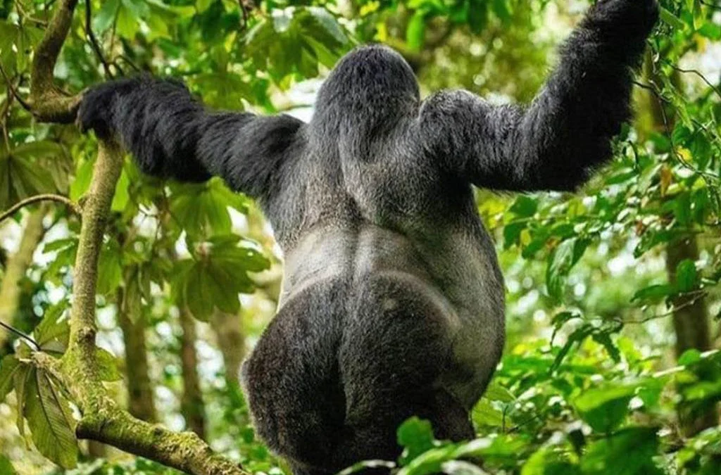 https://ugandawildlife.org/national-parks/mgahinga-gorilla-national-park/
