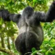 https://ugandawildlife.org/national-parks/mgahinga-gorilla-national-park/
