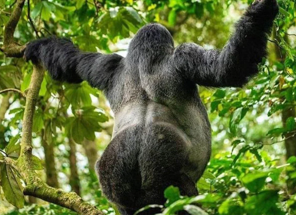 https://ugandawildlife.org/national-parks/mgahinga-gorilla-national-park/