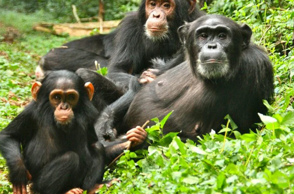 Discover why most travelers prefer Kibale National Park over Nyungwe National Park
