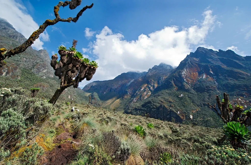 Discovering the Beauty of the Rwenzori Mountains