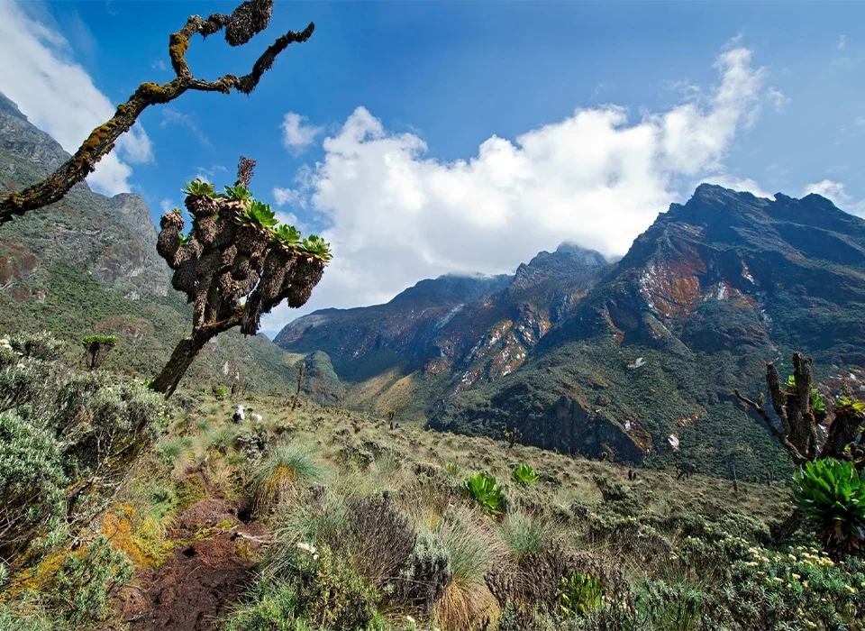 Discovering the Beauty of the Rwenzori Mountains