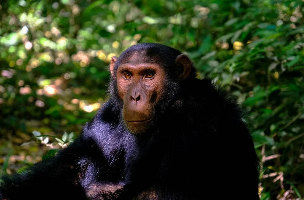 Double Chimpanzee Trekking Experience in Kibale National Park