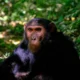Double Chimpanzee Trekking Experience in Kibale National Park
