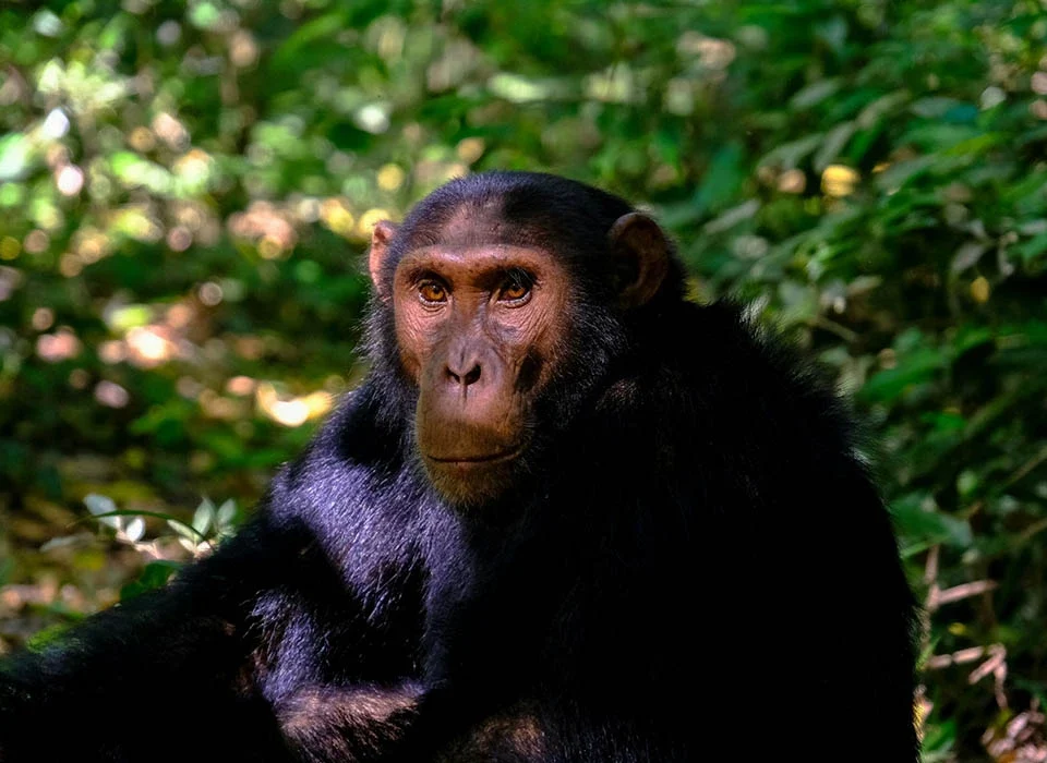 Double Chimpanzee Trekking Experience in Kibale National Park