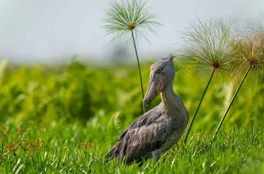 Explore Uganda’s top birdwatching parks