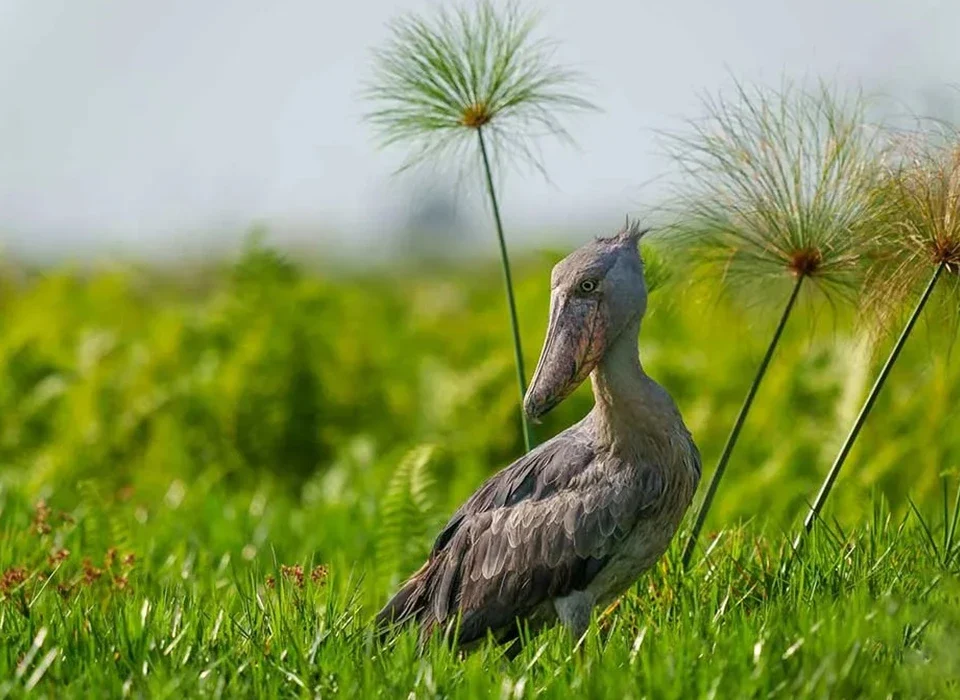 Explore Uganda’s top birdwatching parks