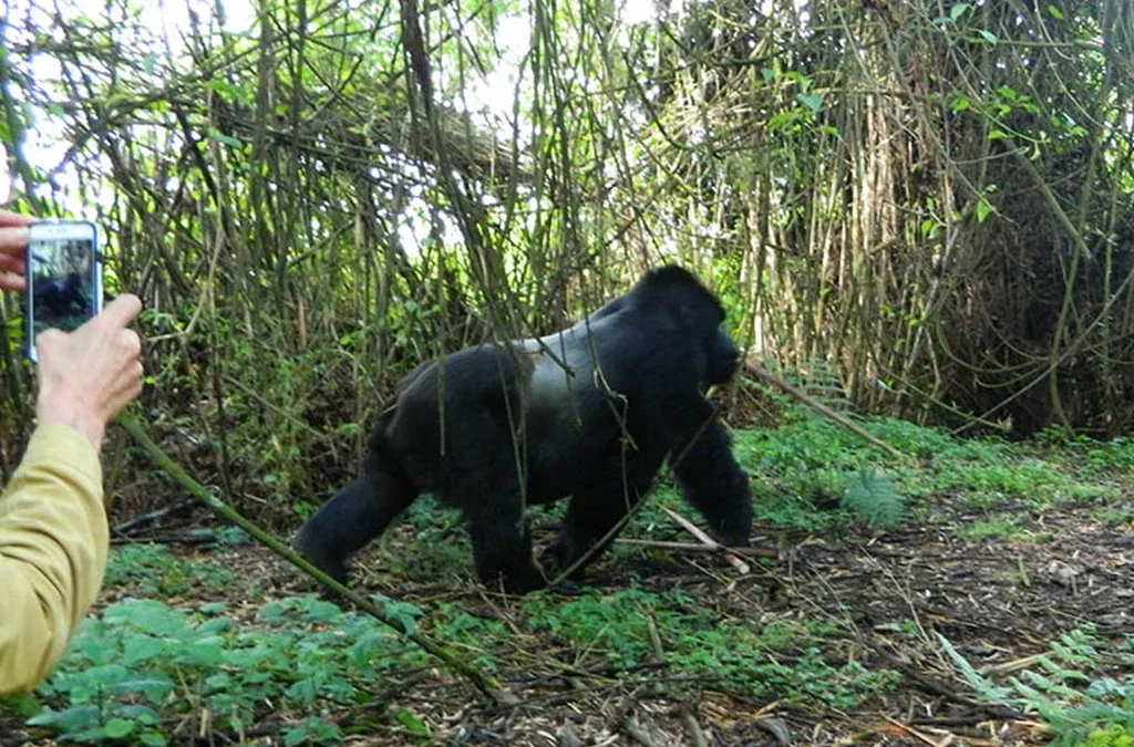 Gorilla Tours and Safaris in Uganda and Rwanda