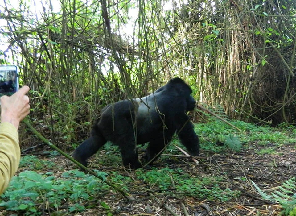 Gorilla Tours and Safaris in Uganda and Rwanda