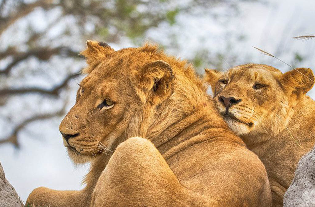 Where Can I Reliably See the Big Five in Tanzania?