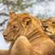 Where Can I Reliably See the Big Five in Tanzania?